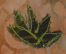 aloe vera embroidery