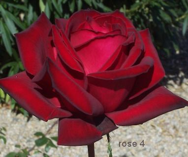 rose applique pattern